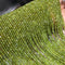 Zircon-Olive green